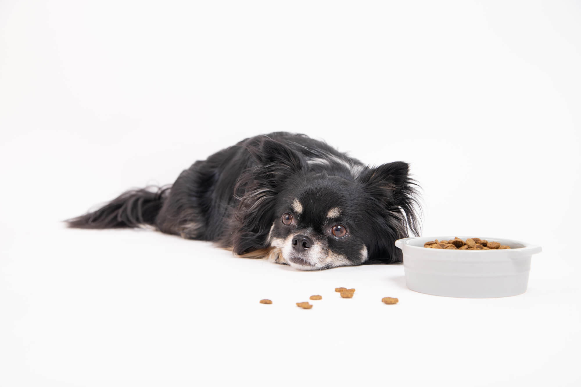 オリジンドックフードのデメリットは？